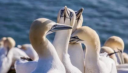 爱游戏官网-伊朗男篮在亚洲预赛中奋勇前进，期待奥运奖牌突破，伊朗男篮2021