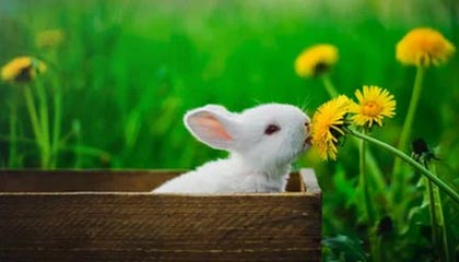 爱游戏官网-伊朗男篮在亚洲预赛中奋勇前进，期待奥运奖牌突破，伊朗男篮2021